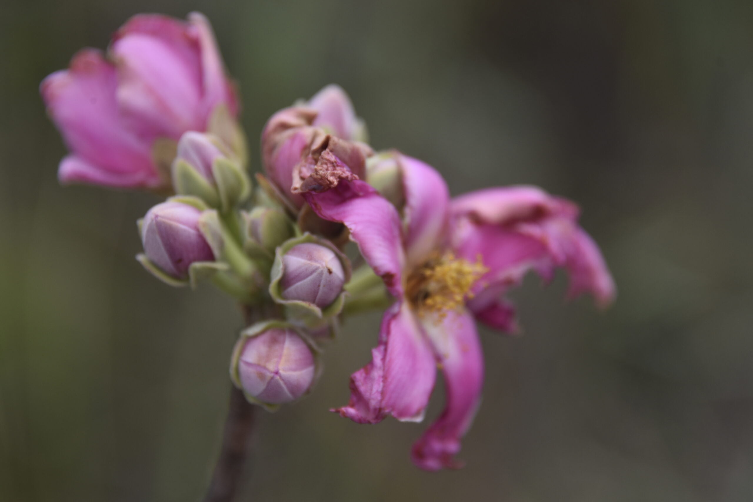 Flores Cerrado 1 scaled