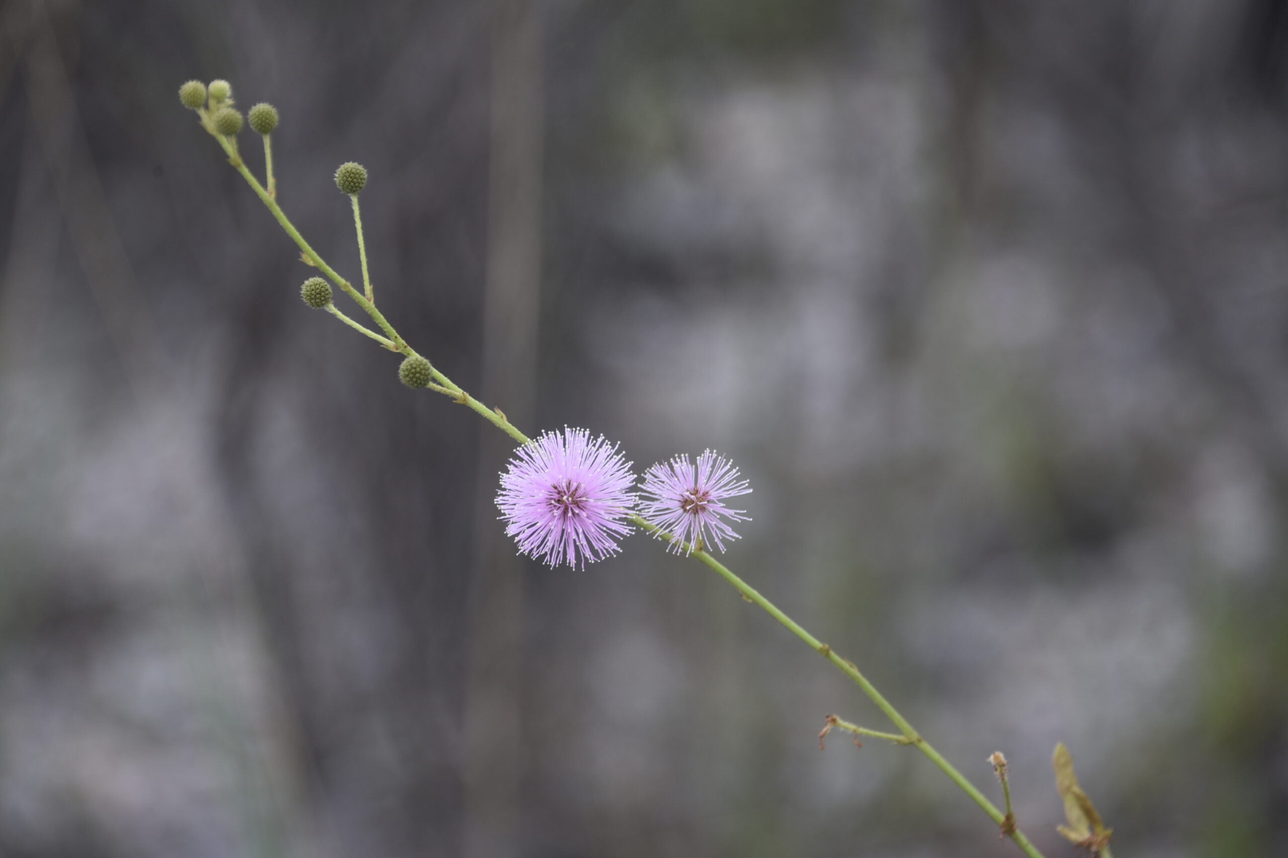 Flores Cerrado 12 scaled