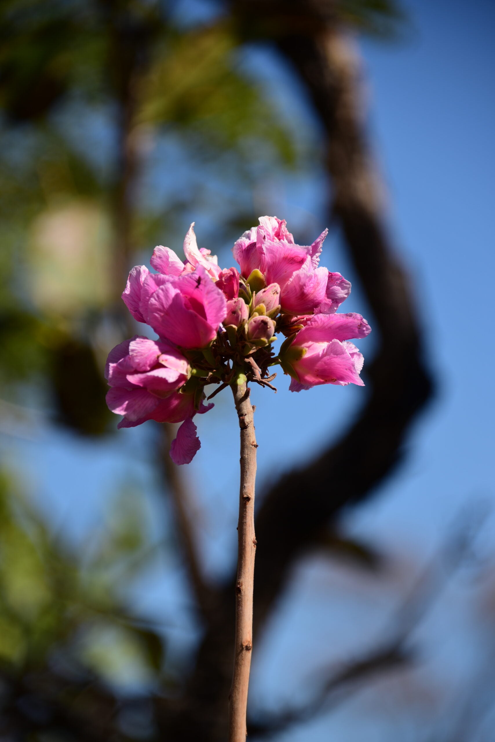 Flores Cerrado 15 scaled
