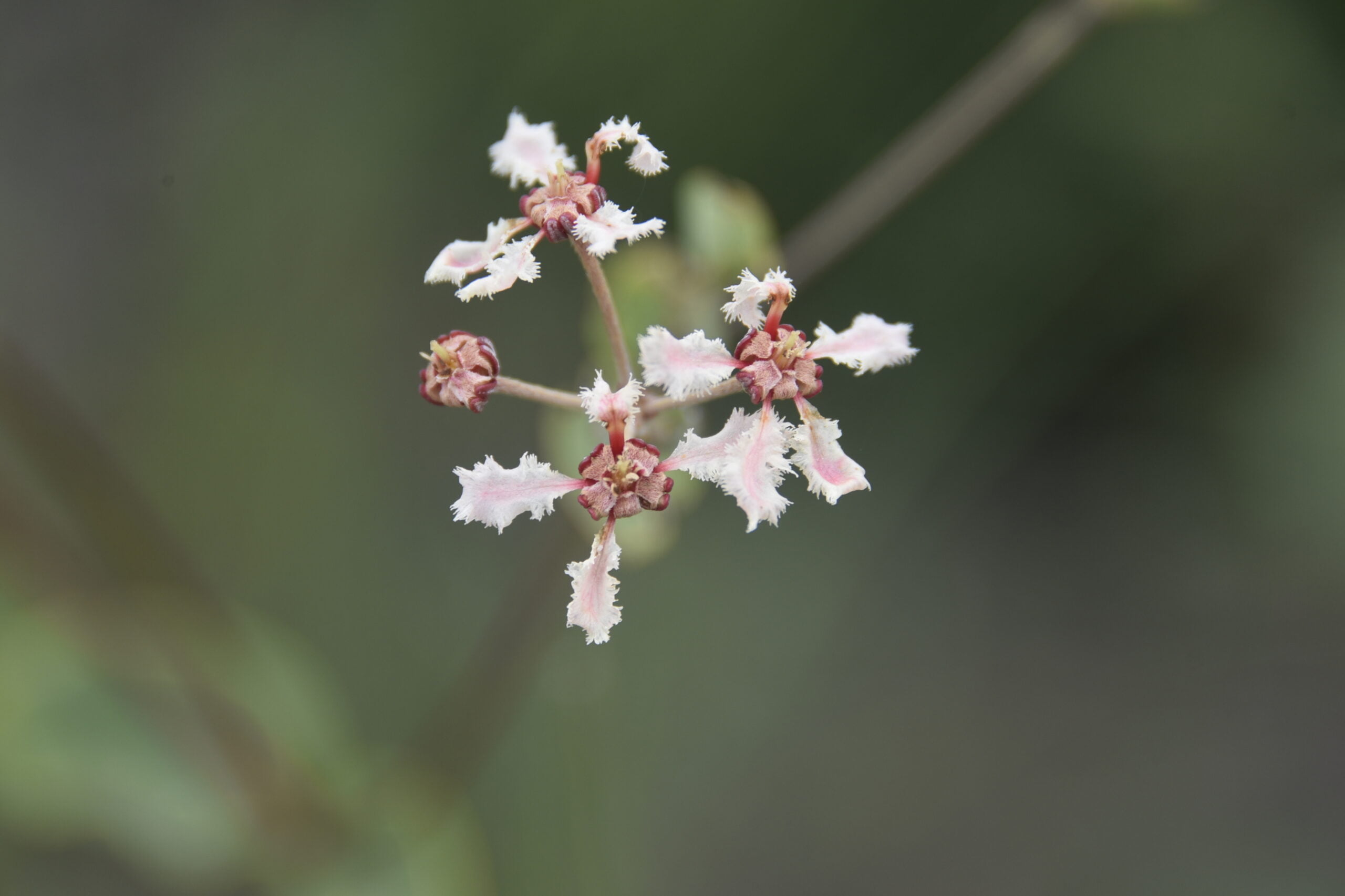 Flores Cerrado 4 scaled