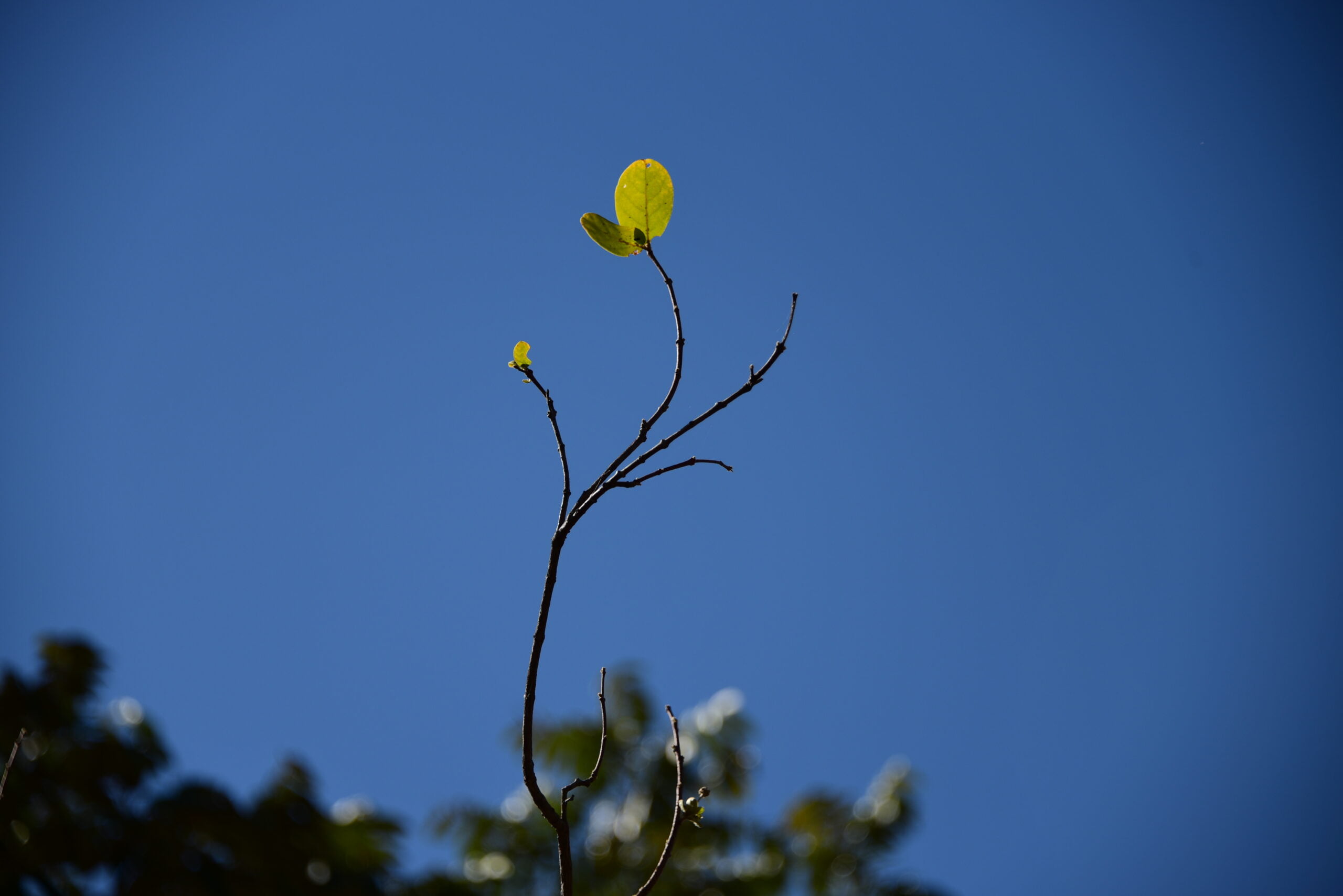 folhas Cerrado 3 scaled